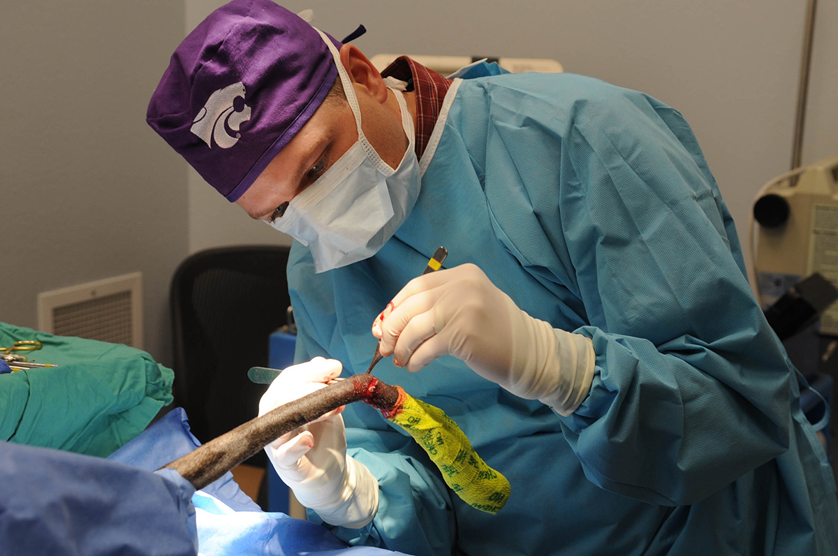 Chirurg uzywa skalpela do amputacji ogona